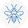 Caister On Sea Hornet Nest Removals