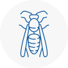 Caister On Sea Wasp Nest Removal